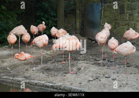 Flock of Chilean Flamingos Sleeping on One Leg in Zoo Enclosure Stock Photo