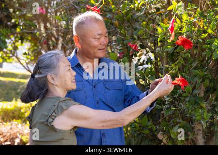 Senior Asian couple standing in landscaped garden, woman reaching red hibiscus while man steadying Stock Photo
