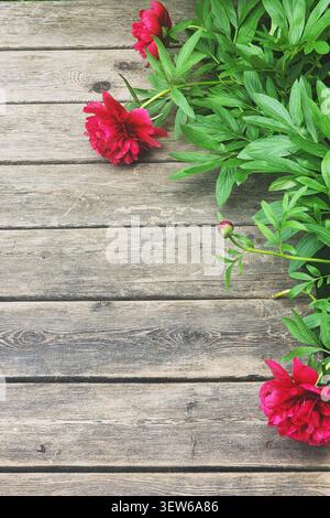 Peonies blooming on weathered wooden planks, creating natural rustic backdrop Stock Photo