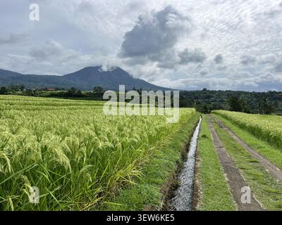Ripening golden rice field with traditional subak irrigation channel and footpath leading toward the volcanic peak of Mount Batukaru Stock Photo