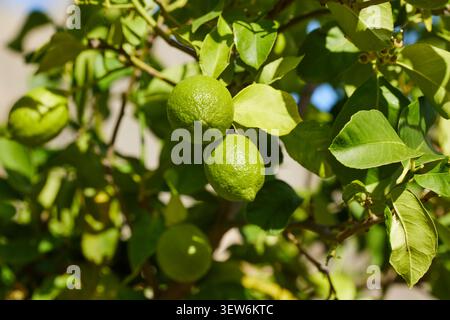 Close-up of green citrus lemon fruits grows on a tree branch in a lemon grove. Unripe lemons. Stock Photo