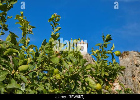 Close-up of green citrus lemon fruits grows on a tree branch in a lemon grove. Unripe lemons. Stock Photo