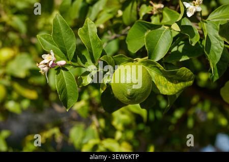 Close-up of green citrus lemon fruits grows on a tree branch in a lemon grove. Unripe lemons. Stock Photo