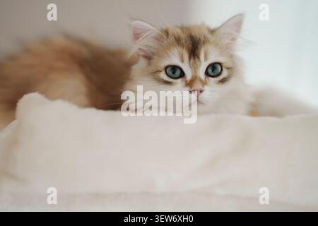 A fluffy ginger kitten looking at the camera Stock Photo