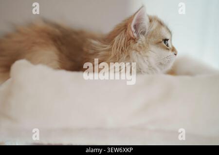 A fluffy golden kitten rests peacefully on a plush white surface in a brightly lit indoor environment Stock Photo