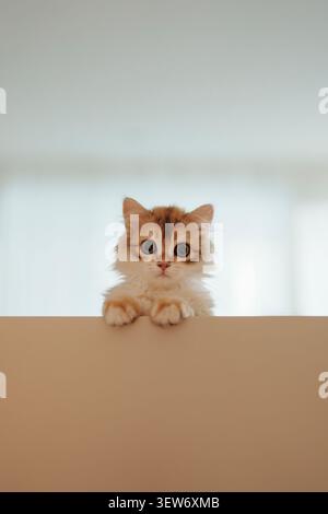 A fluffy ginger kitten looking at the camera Stock Photo