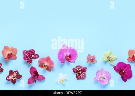 Colorful orchid flowers on blue background Stock Photo