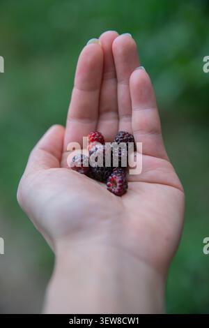 Freshly picked wild mulberries resting in a hand along a forest trail in Shenandoah National Park, Virginia Stock Photo