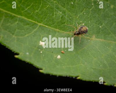 Macro close up shot of a small brown spider resting on a vibrant green leaf amidst fine silk web threads against a dark backdrop Stock Photo