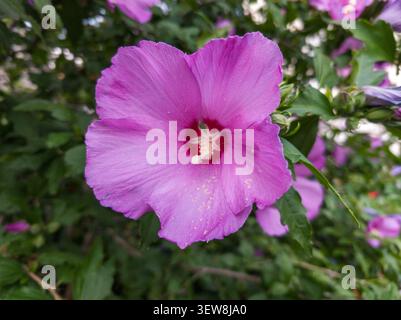 Macro close-up of a blooming purple Hibiscus syriacus flower with yellow pollen on petals, beautiful Rose of Sharon blossom in a garden. Stock Photo