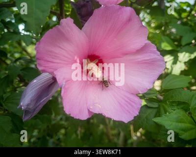 Honey bee collecting nectar inside a pink Hibiscus syriacus flower, close-up of a honeybee pollinating Rose of Sharon blossom with red center. Stock Photo