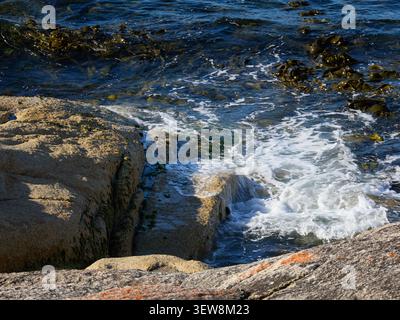 Kelp or Seaweed riding the wave hitting the rocks, Long strands of kelp are abundant in the seas of Tasmania. Stock Photo