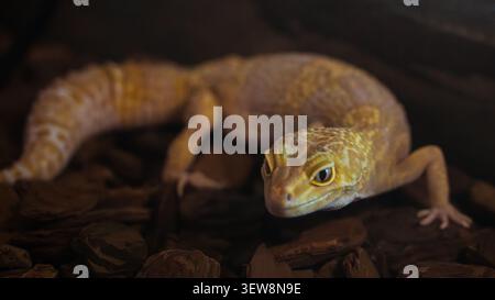 Leopard gecko crawling on wood bark substrate inside a terrarium, low angle view Stock Photo