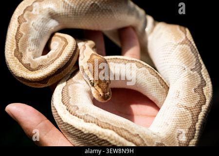 A detailed close-up of a captive designer morph Ball Python (Python regius) resting gently inside a human hand, showcasing its distinct light-colored Stock Photo