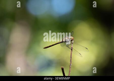 A dragonfly rests on a thin twig with soft natural light and a smooth out-of-focus green background, creating a calm outdoor macro scene with bokeh Stock Photo