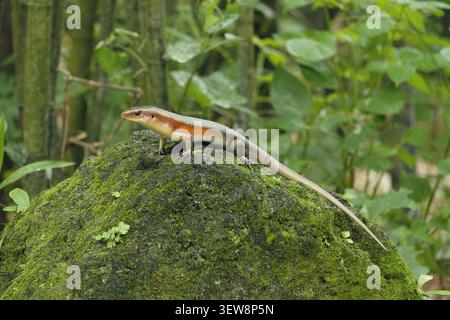 Lizard climbs on rock in green natural environment Stock Photo
