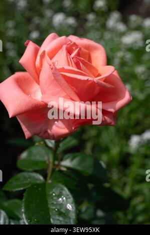 delicate coral rose in garden Stock Photo