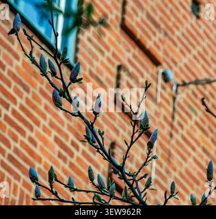 Close up of closed magnolia flower buds on a branch against a blurred red brick wall in spring Stock Photo
