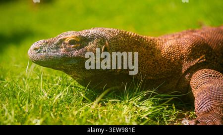 Komodo dragon resting on green grass outdoors Stock Photo