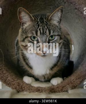 Tabby cat resting on cat tree looking forward, showing a calm indoor pet portrait with a relaxed expression. Stock Photo