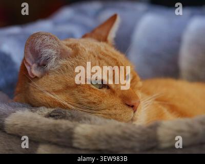 Relaxed orange tabby cat resting indoors in soft natural light, showing a cozy domestic pet scene. Stock Photo