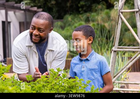 African American father and teenage son leaning over raised garden bed, tending greens by trellis Stock Photo