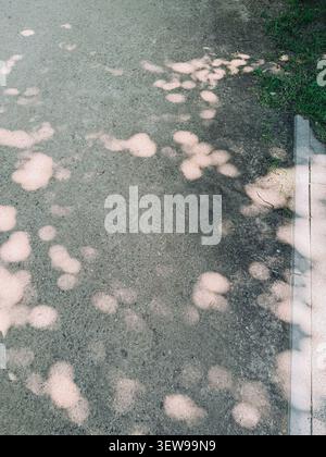 Natural sunlight filtering through tree leaves creates soft shadow patterns across a gravel park path. Minimal outdoor background with tranquil atmosp Stock Photo