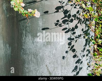 Minimalist outdoor scene featuring climbing vines and delicate flowers casting crisp shadows on a textured concrete wall. Ideal for themes of nature, Stock Photo