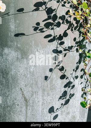 Elegant minimalist composition of climbing vines casting bold natural shadows across a textured concrete wall. Perfect for concepts of nature, sustain Stock Photo