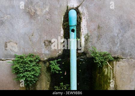 Old blue water pipe with hole leaking on stained concrete wall, green moss and small plants growing around, showing decay and moisture in urban enviro Stock Photo