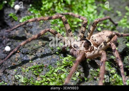 Large brown spider with long hairy legs resting on mossy rock, close up detail showing natural camouflage and texture, evoking curiosity and sense of Stock Photo