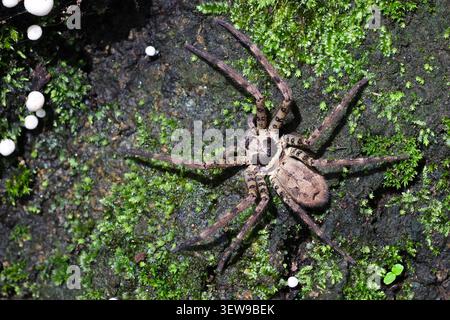 Wolf spider brown spider large arachnid camouflaged on mossy rock detailed body long legs natural habitat forest floor predatory alert expression Stock Photo