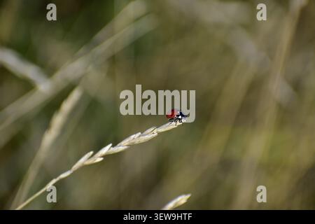 Close-up of a tiny ladybug (Coccinellidae) perched on the tip of a dry grass stalk in a field. The red and black spotted beetle stands out beautifully Stock Photo