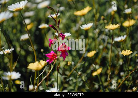 Pink Gladiolus italicus blooming among wildflowers Stock Photo