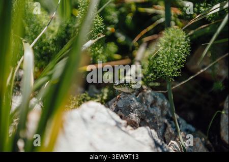Green lizard sunbathing on rock among Mediterranean plants Stock Photo