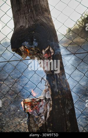 Burnt tree trunk smoldering against a fence Stock Photo
