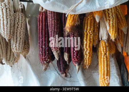 Colorful heirloom corn cobs hanging up to dry Stock Photo