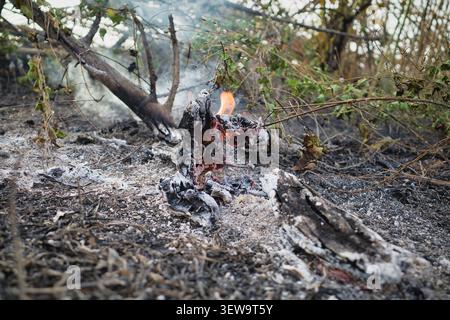 Smoldering embers and ash after a forest fire Stock Photo
