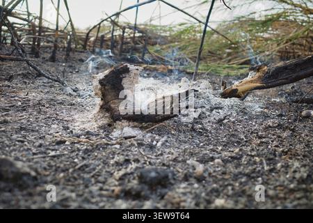 Smoldering embers and ash after a forest fire Stock Photo