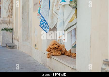 Small poodle resting in a shop doorway in Taormina, Sicily Stock Photo