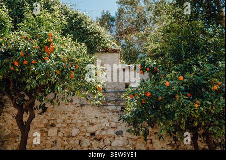 Lush orange trees growing by an old rustic wall in Taormina, Sicily Stock Photo