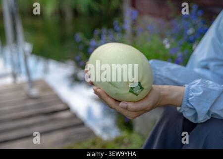 Female hands holding freshly harvested zucchini from home garden close up organic vegetable harvest Stock Photo