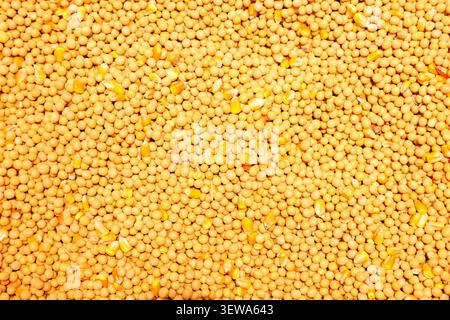 top view of soybean with corn seed Stock Photo