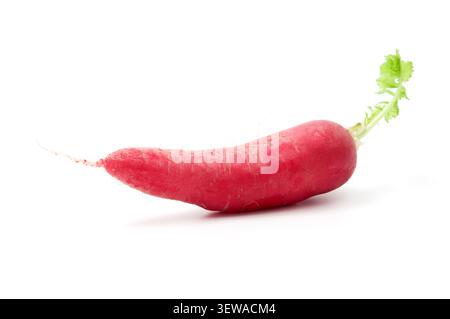 Single elongated red radish (Raphanus sativus) with green leaves isolated on a white background. Stock Photo