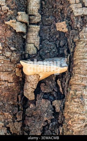 Bracket fungus growing on deeply furrowed tree bark in Northern Thailand. Phayao, Thailand. Stock Photo