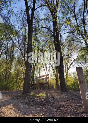 A low-angle shot of an empty wooden park bench nestled between tall trees in a tranquil forest path, with the bright evening sun setting in the backgr Stock Photo