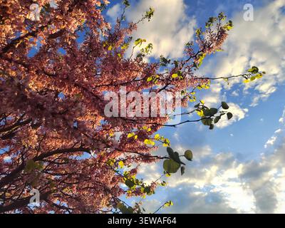 hdrA low-angle shot looking up at a judas tree (Cercis siliquastrum) bursting with vibrant pink blossoms and fresh green leaves against a dynamic blue Stock Photo