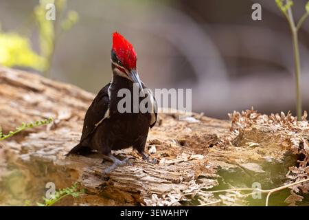 The pileated woodpecker (Dryocopus pileatus) Stock Photo