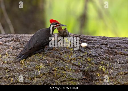 The pileated woodpecker (Dryocopus pileatus) Stock Photo