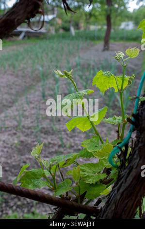 Grapevine with young leaves and inflorescences (flower clusters) at the beginning of the growing season. Stock Photo